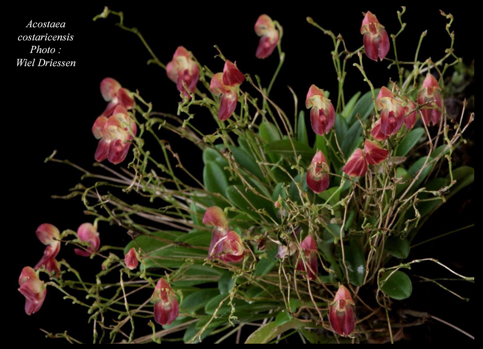 Acostaea costaricensis